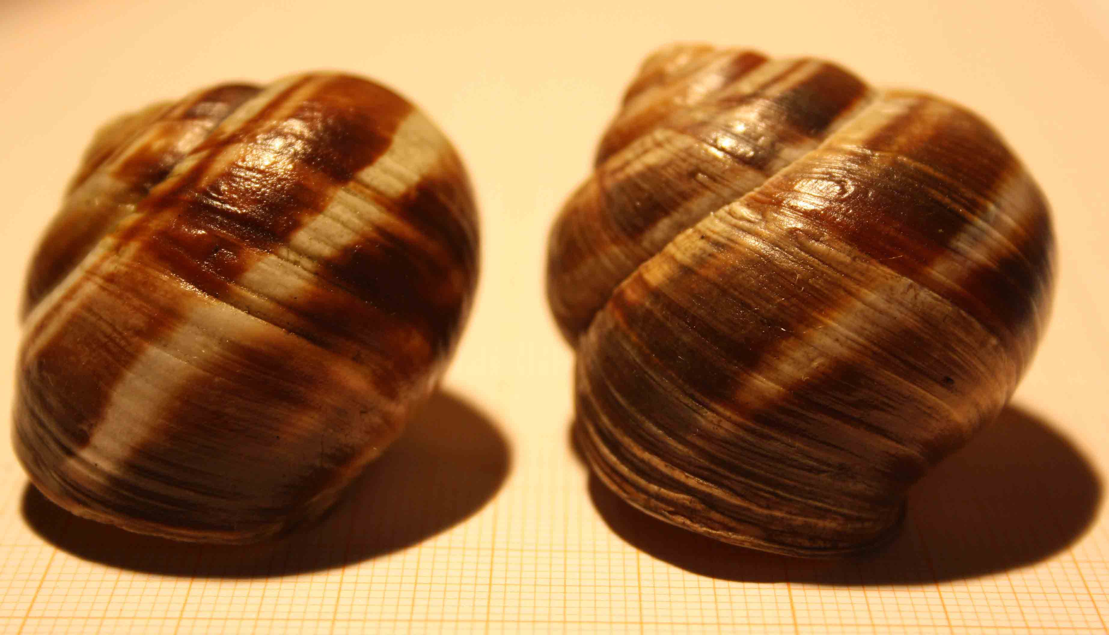 helix lucorum?